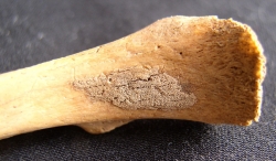 Evidence for lung infection on rib